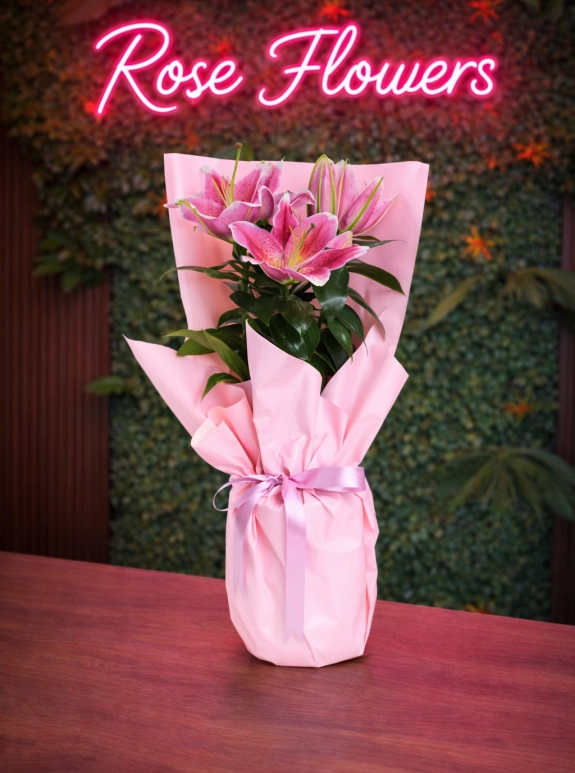 Pembe Lilyum